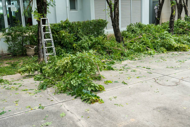 Why Choose Our Tree Removal Services in Gregory, TX?